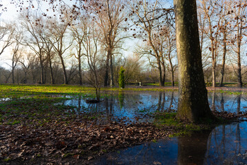 Obraz premium Flooding river with flood waters. Trees in water.