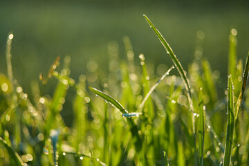 New juicy green rice terraces are covered with morning dew on the popular island of Bali.