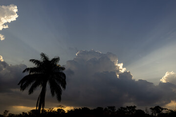 Silhouette of palm tree with sun rays shining through the clouds
