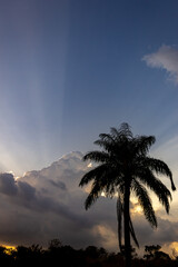 Silhouette of palm tree with sun rays shining through the clouds