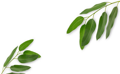 Eucalyptus green leaves isolated on white background.