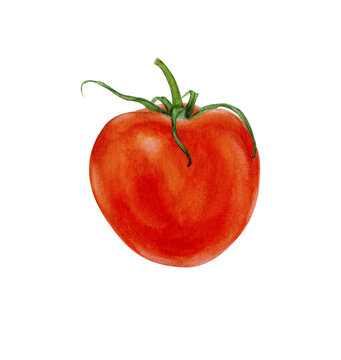 Tomato. Watercolor illustration of a red tomato. Hand-drawn realistic botanical illustration on transparent background. 