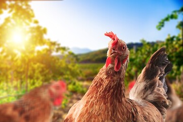 Healthy brown Chicken or hen, farming or agriculture concept
