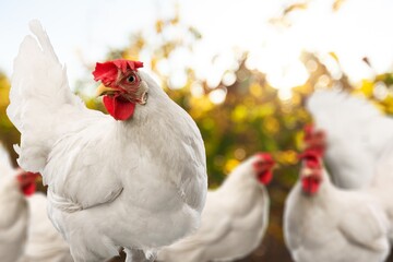 Healthy brown Chicken or hen, farming or agriculture concept