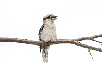 kookaburra