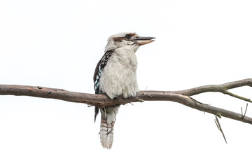 kookaburra