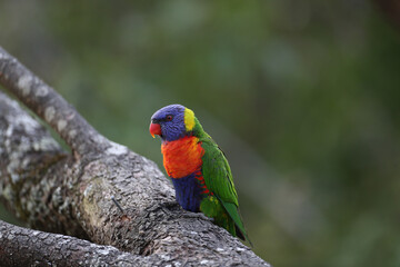 rainbow lorikeet