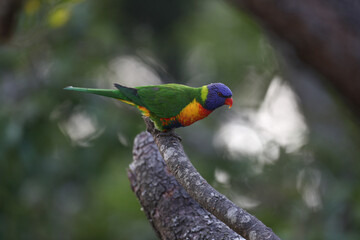 rainbow lorikeet