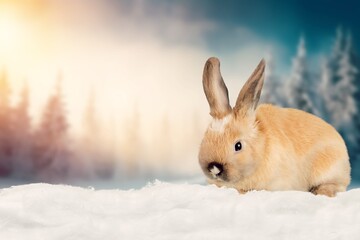 White Cute rabbit bunn running in the snow.
