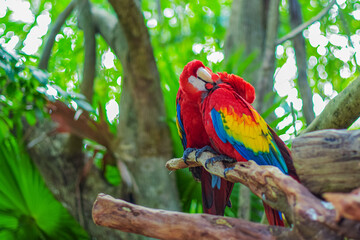 Macaws in love