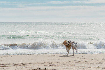 Dogs playing on the seashore