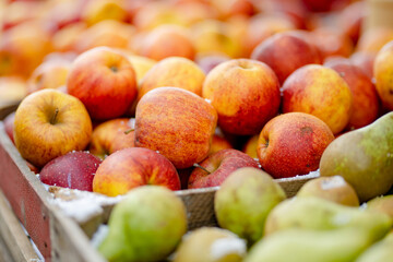 Fresh red and yellow apples in wooden crates sold on farmers food market during annual spring fair...