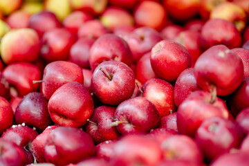 Fresh red and yellow apples in wooden crates sold on farmers food market during annual spring fair in Vilnius