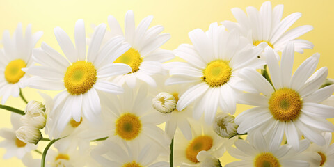 Obraz premium Pastel yellow daisies wall art: daisies blossoms are a symbol of innocence and purity
