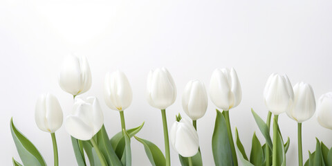 Springtime background with white tulips and copy space