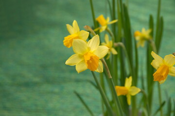 Obraz premium Bouquet of classic yellow narcissus, ornamental city and garden flower, on green background