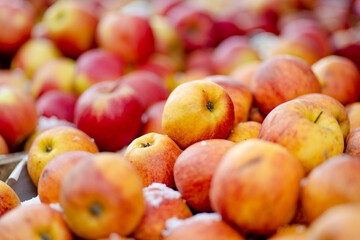 Fresh red and yellow apples in wooden crates sold on farmers food market during annual spring fair...