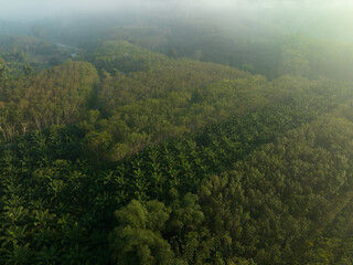 Aerial view oil palm plantation tropical forest sunrise
