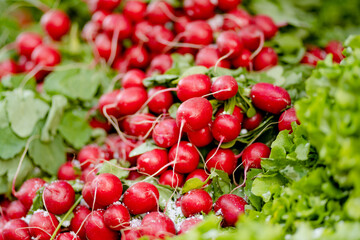 Bunches of radish sold on farmer's market in Vilnius, Lithuania