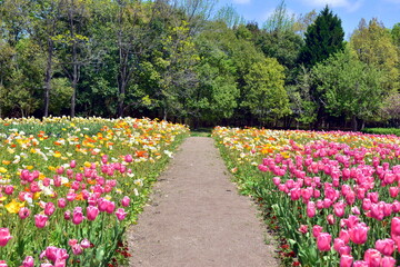 チューリップ　広島　備北丘陵公園　国営備北丘陵公園