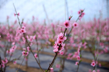 The peach trees in the greenhouse are in blossom