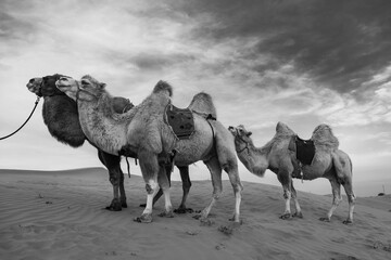 Three camels standing on the tall sand dune in desert of Inner Mongolia, China