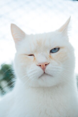 portrait of a white blinking cat