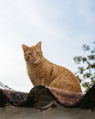 beautiful red cat on the roof