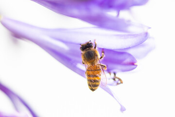 Abeja sobre Flor Morada