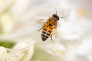 Abeja