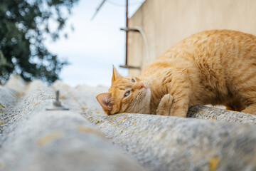 red cat on the roof