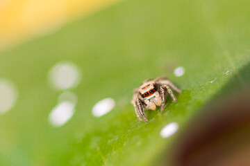 Araña Saltarina