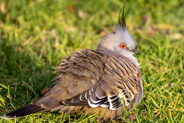 Crested Pigeon