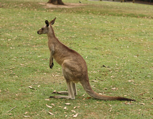 Naklejka na ściany i meble Kangaroo in Lone Pine Koala Sanctuary, Queensland, Australia