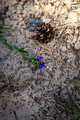 Pine cone on the sand in the forest