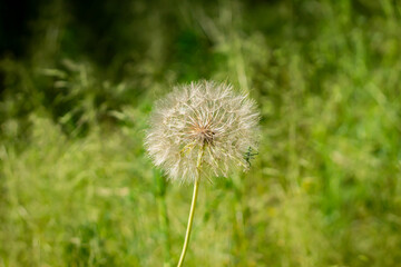 Fototapeta premium White fluffy dandelion growing in a meadow on a background of green grass on a summer sunny day