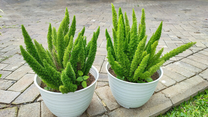 Beautiful asparagus densiflorus or squirrel tail fern or asparagus fern or foxtail fern in white...