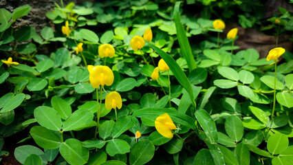 The Arachis duranensis plant grows to cover the ground and has leaves that are similar to peanut...