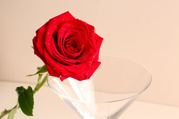 Glass with beautiful red rose on light background