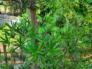 Obraz premium Podocarpus macrophyllus tree is a conifer in the genus Podocarpus, family Podocarpaceae