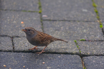 Dunnock Bird Feeding: A close-up photo capturing a Dunnock bird delicately eating a seed.