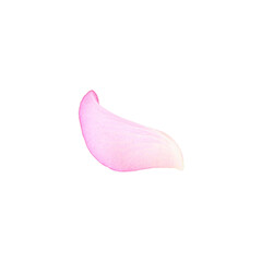 Tender pink rose petal isolated on white