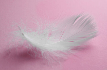 Fluffy white bird feather on pink background, closeup