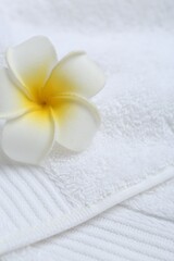 Plumeria flower on white terry towel, closeup