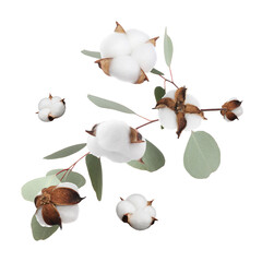 Cotton flowers and eucalyptus leaves falling isolated on white