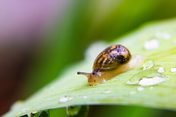 Caracol sobre hojas