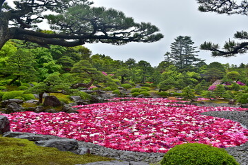 牡丹　日本庭園　島根　由志園