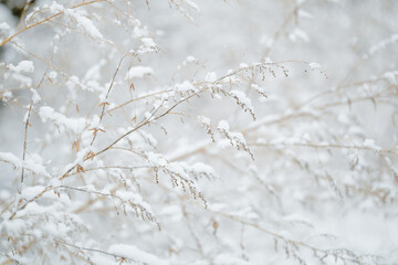 雪の積もった枯れ草