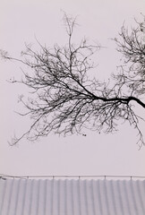 Bare tree against sky with rooftop with snow. Beijing, China