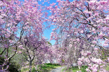 岡山　桜　春　たけべの森公園